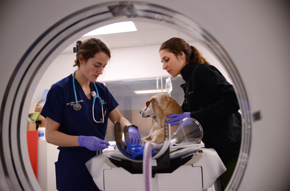 Veterinary researchers position dog Ruthie to get her ready for radiation therapy treatment.